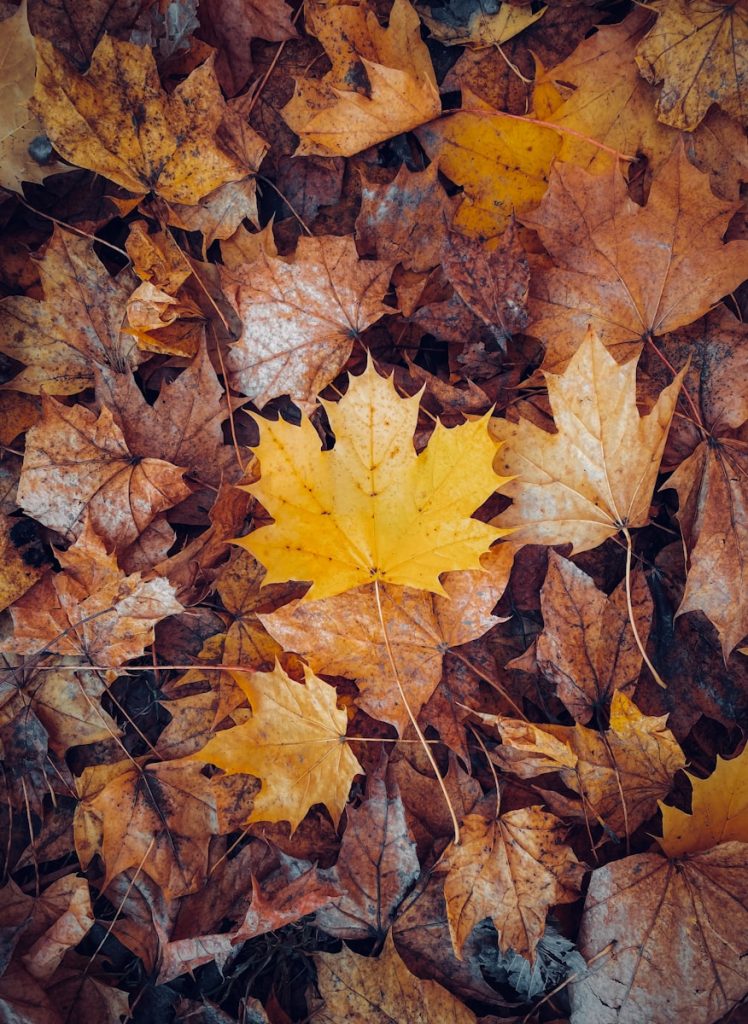 A bunch of leaves that are laying on the ground